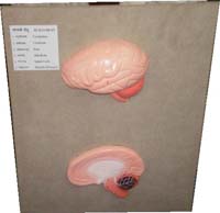 Brain Models