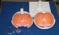 EYE Model