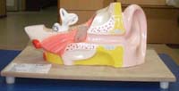 Ear Models