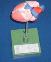 Heart Models