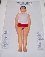 Human Body System Models