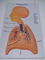 Respiratory System Models