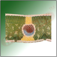 DICOT LEAF T.S. Exporter & Educational Laboratory Equipment