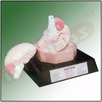 HUMAN BRIAN Exporter & Educational Laboratory Equipment Supp