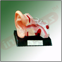 HUMAN EAR Exporter & Educational Laboratory Equipment Suppli