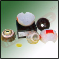 HUMAN EYE Exporter & Educational Laboratory Equipment Suppli