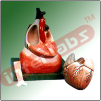 HUMAN HEART Exporter & Educational Laboratory Equipment Supp