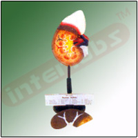 HUMAN KIDNEY Exporter & Educational Laboratory Equipment Sup