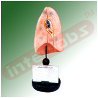 HUMAN LUNGS (RIGHT) Exporter & Educational Laboratory Equipm