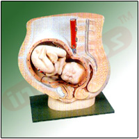 HUMAN PELVIS WITH BABY Exporter & Educational Laboratory Equ
