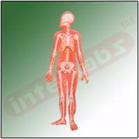HUMAN SKELETAL SYSTEM Exporter & Educational Laboratory Equi