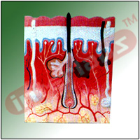 HUMAN SKIN Exporter & Educational Laboratory Equipment Suppl