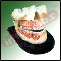 HUMAN UPPER AND LOWER JAW Exporter & Educational Laboratory