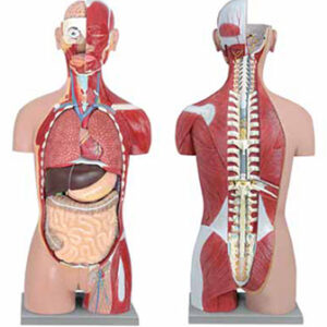Muscular Torso Dual-Sex Open Back