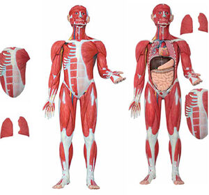 Muscular Figure 30 Parts Exporter & Educational Laboratory E