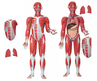 Muscular Figure 30 Parts Exporter & Educational Laboratory E