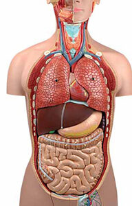 Torso Dual-Sex 25 Parts Exporter & Educational Laboratory Eq