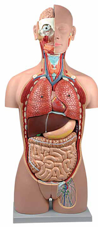 Torso Dual-Sex 25 Parts Exporter & Educational Laboratory Eq