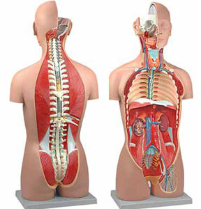 Torso Dual-Sex Open Back 27 Parts Exporter & Educational Lab