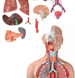 Torso Sexless 16 Parts Exporter & Educational Laboratory Equ
