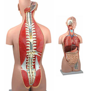 Torso Sexless Open Back 17 Parts Exporter & Educational Labo