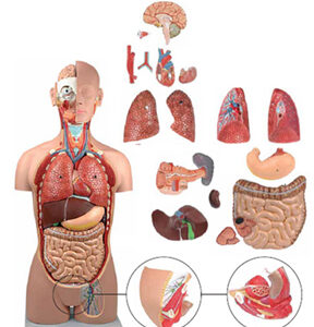 Torso Sexless 18 Parts Exporter & Educational Laboratory Equ