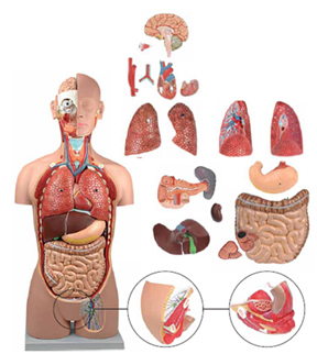Torso Sexless 18 Parts Exporter & Educational Laboratory Equ