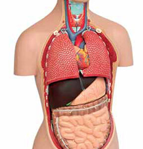 Mini Torso Dual-Sex 16 Parts Exporter & Educational Laborato