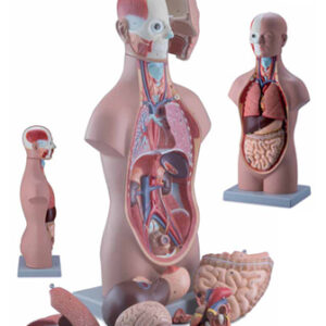 Mini Torso Sexless 12 Parts Exporter & Educational Laborator