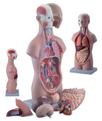 Mini Torso Sexless 12 Parts Exporter & Educational Laborator