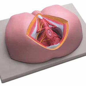Male Perineum Exporter & Educational Laboratory Equipment Su