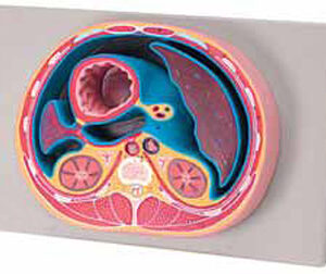 Schematic Cross Section through Abdomen (T12) Exporter & Edu