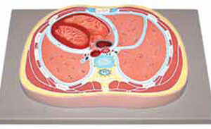 Schematic Cross Section through Thorax (T8) Exporter & Educa