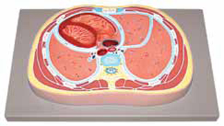 Schematic Cross Section through Thorax (T8) Exporter & Educa