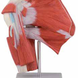 Model of Shoulder with Deep Muscle Exporter & Educational La