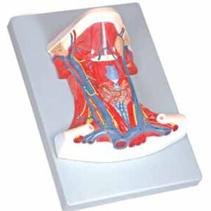 Anatomy of the Neck Exporter & Educational Laboratory Equipm