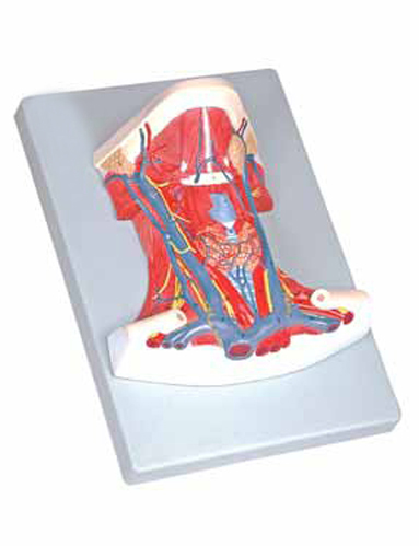 Anatomy of the Neck Exporter & Educational Laboratory Equipm