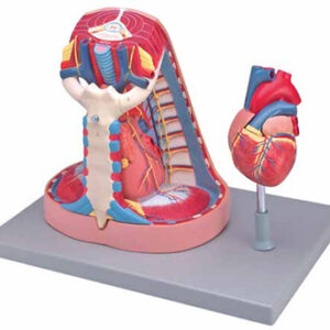 Mediastinum Exporter & Educational Laboratory Equipment Supp
