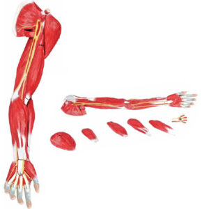 Muscles of the Human Arm Exporter & Educational Laboratory E