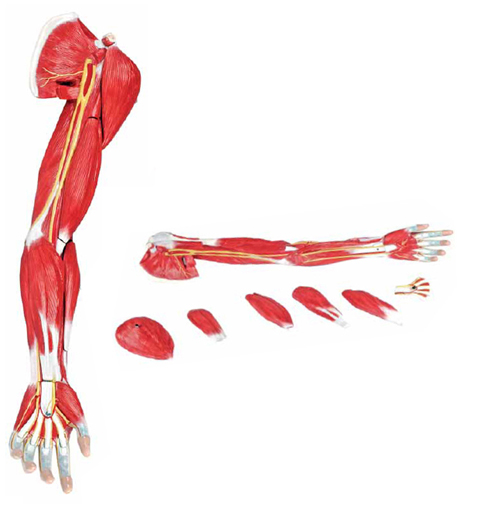 Muscles of the Human Arm Exporter & Educational Laboratory E