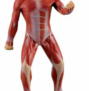 Mini Muscular Figure Exporter & Educational Laboratory Equip