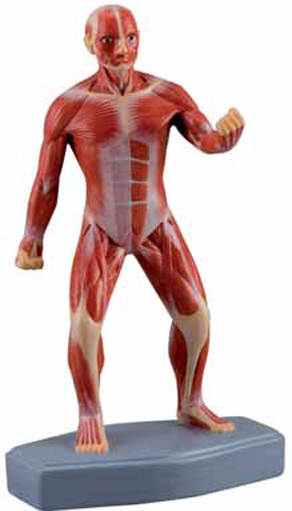 Mini Muscular Figure Exporter & Educational Laboratory Equip