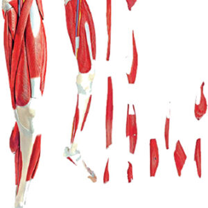 Muscles of the Human Leg 13 Parts Exporter & Educational Lab