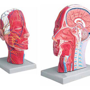 Half Head Life Size Exporter & Educational Laboratory Equipm