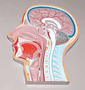 Median Section of Head (relief model) Exporter & Educational