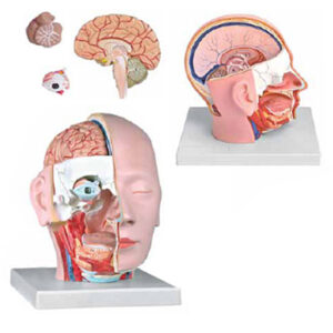 Head Dissection 4 Parts Exporter & Educational Laboratory Eq