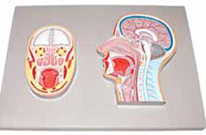 Frontal and Median Section of Head (relief model) Exporter &