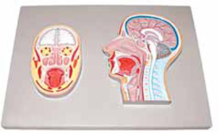 Frontal and Median Section of Head (relief model) Exporter &