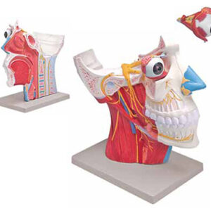 Cranial and Autonomic Nerves 2 Parts Exporter & Educational