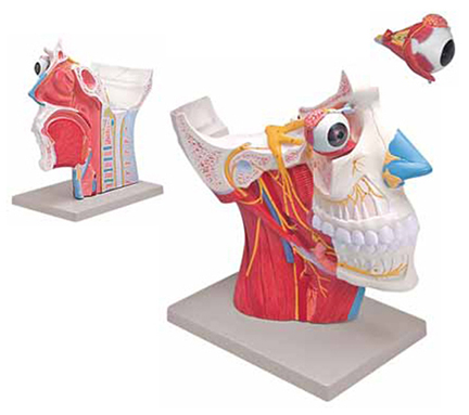 Cranial and Autonomic Nerves 2 Parts Exporter & Educational